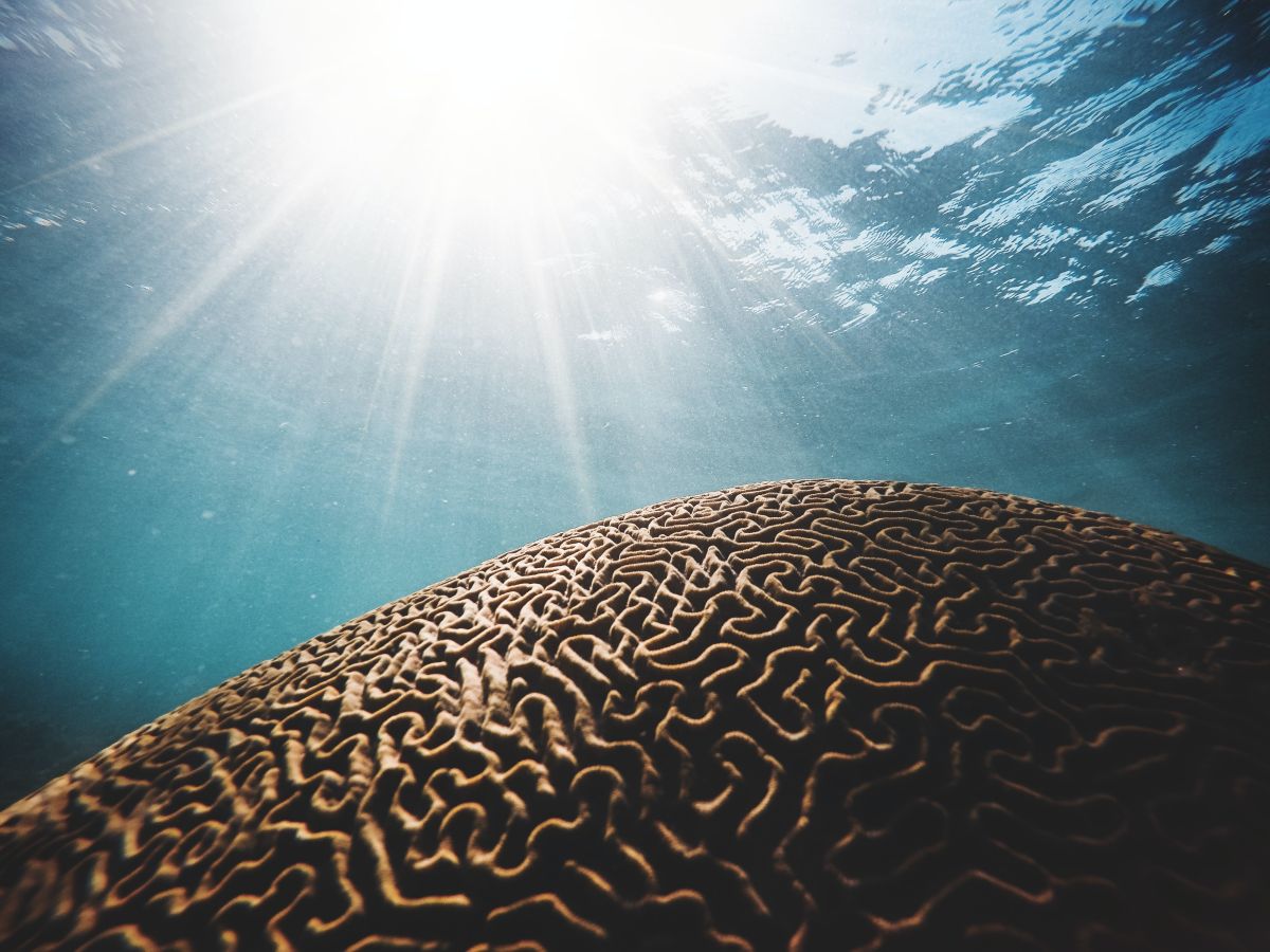 brain under water with sun streaks