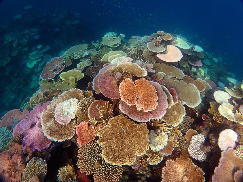 Surviving Climate Change: The Resilience of Coral Reefs